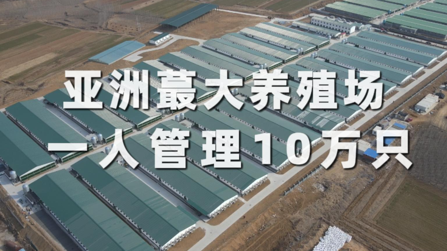 亚洲蕞大养殖场，一人管理10万只